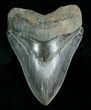 Huge, Serrated Megalodon Tooth #4567-1